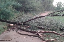 Bezpieczeństwo Pragi uzasadnia wycinkę drzew. Wyniki sondażu