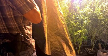 Zlikwidowano domową plantację konopi indyjskich