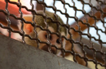 Warszawskie ZOO znów otwarte