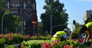 Dzielnica walczy z nielegalną adopcją