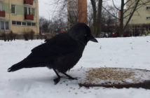 Liczenie skrzydlatych mieszkańców