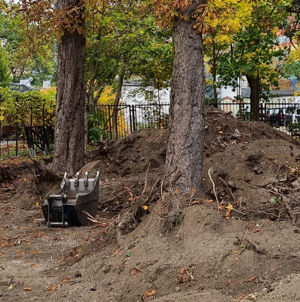 Urzędowa rzeź drzew na Pradze. Hipokryzja władzy